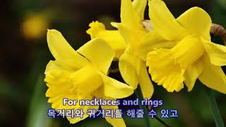 일곱 송이의 수선화Seven Daffodils  양희은 가사수록 [upl. by Akit]