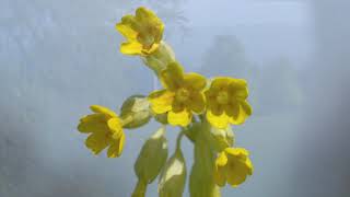 Cowslips [upl. by Fanchon]