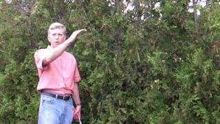 How To Prune a Hedge [upl. by Arrol776]