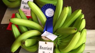 INNISFAIL AND DISTRICT SHOW BANANA EXHIBIT AND AUSTRALIAN BANANA PACKING CHAMPIONSHIPS [upl. by O'Neill368]