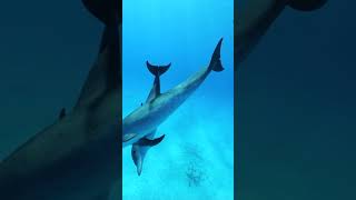 Dolphins  Dolphins Videos  Shorts  Dolphins Swimming  Swimming with Dolphins  Dolphins Playing [upl. by Llehcar]