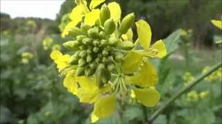 Field mustard Sinapis arvensis  20140426 [upl. by Tews126]