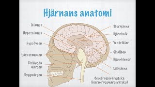 Centrala nervsystemets uppbyggnad och funktion [upl. by Jayne]