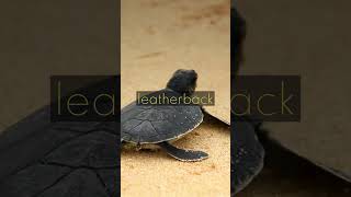 😃 Exciting Facts About Turtles You Must Know 🐢  Turtle Tales  Wisdom Wave [upl. by Mikah778]