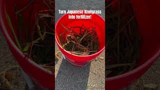 Turning Japanese Knotgrass into Fertilizer [upl. by Notreve]