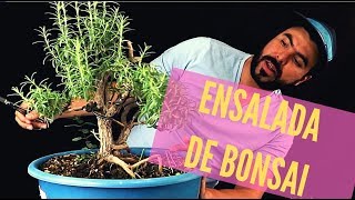 Cómo Hacer Bonsai DE ROMERO 🌶🥬  Hacer Bonsai de Plantas de tu Jardín [upl. by Sky]