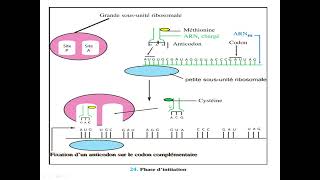 la synthèse protéique la phase de traduction  SVT [upl. by Naesad]