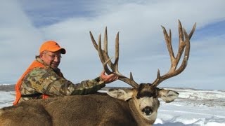 MONSTER Colorado Mule Deer 245quot BampC  MossBack [upl. by Coheman694]