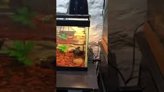 Baby Yellow Belly Slider Setup [upl. by Smalley658]