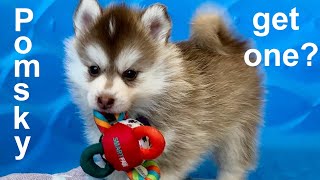 Is a Pomsky the right dog for you Pomsky 101 truth facts and figures [upl. by Ikcim]