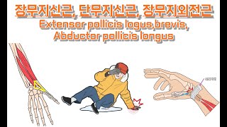 장단무지신근 장무지외전근 긴짧은엄지폄근 긴엄지벌림근 Extensor pollicis logusbrevis Abductor pollicis longus 완전정복 [upl. by Ahsenak]