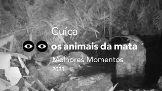 CUÍCA  Philander frenatus  MELHORES MOMENTOS  2023 [upl. by Eaner]