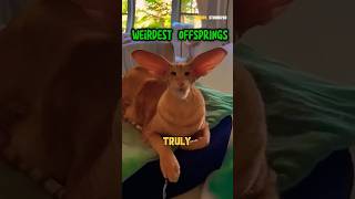 Top 10 unusual Hybrid from different animals shortvideo trends [upl. by Sacci]