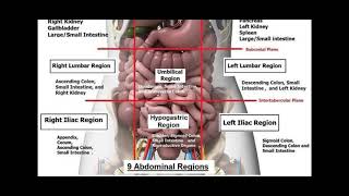 9 Abdominal Regions [upl. by Airtap]