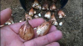 When and How to Collect Freesia Flower Bulbs [upl. by Meraree]