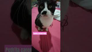 Pedrita carente crismiranda cat gatos gato pets [upl. by Arathorn131]