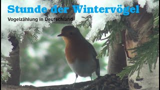 Stunde der Wintervögel Vogelzählung in Deutschland [upl. by Nnylrahc]