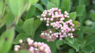 Proven Winners® Gardener Channel Proven Winners® Brandywine Viburnum [upl. by Cirad]