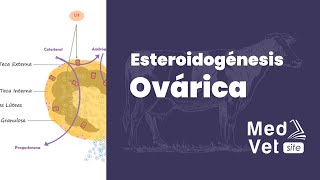 Esteroidogénesis Ovárica [upl. by Nauqal]