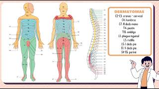 Dermatomas  Sergio Vasquez Lopez [upl. by Aible]