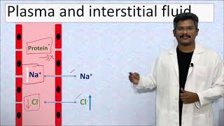 Gibbs Donnan Effect Equilibrium Ratio and Potential [upl. by Annerol]