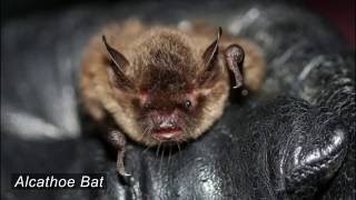 A Celebration of British Bats  The British Mammal Guide [upl. by Einalem]