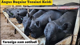 ANGUS BUQALAR KELDI ZORLARI KG da xam Sotiladi  Shoshiling [upl. by Eldreda168]