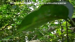 Whitethroated Fantail Rhipidura albicollis အောင်စာ  Myanmar Bird Videos  Myanmar Bird Movies [upl. by Trudnak]