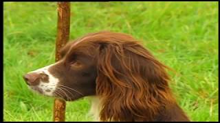 MODERN GUNDOG TRAINING SPRINGER SPANIEL PART 1 [upl. by Kcyred]