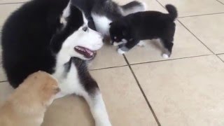 Pomsky puppies playing with their mother Athena [upl. by Symer]