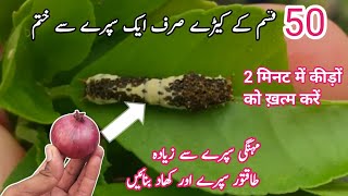 Best homemade natural fertilizer and pesticide for plant  Piyaz se khad banane ka tarika [upl. by Wachtel]