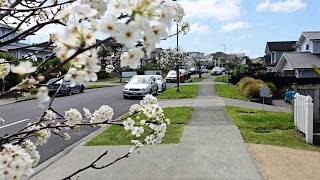 New Zealand Neighborhood Walk [upl. by Aden]