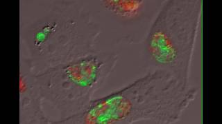 The Chlamydia trachomatis Protein CpoS Counteracts Cellular Surveillance and Suicide Programs [upl. by Seppala]