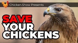 How To KEEP Backyard CHICKENS SAFE From Hawks and Owls [upl. by Eiahpets989]