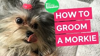 How To Groom A MORKIE Dog [upl. by Alma]