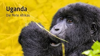 Uganda Die Perle Afrikas Gorillas und Big Five Safari [upl. by Nohsyar]