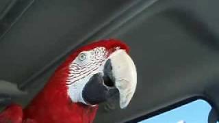 Green Wing Macaw Parrot Talking [upl. by Bac]