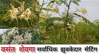 वसंत शेवगासर्वाधिक सेटिंग [upl. by Hoag195]