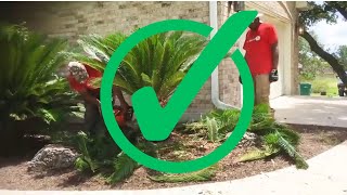 How to trim a Sago Palm [upl. by Trik]