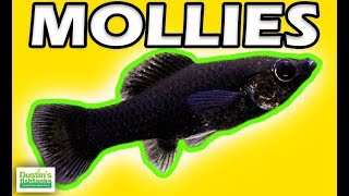 How to Keep Mollies Beginner Aquarium Fish Species Sunday [upl. by Lindi305]