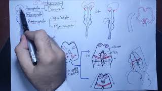 Neuroanatomy Chapter 18Development of forebrain part 1neurologyembryology of cnscnsmbbsbds [upl. by Stepha990]