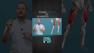 Tendão Patelar ou Ligamento Patelar  Prof Felipe Barros shorts [upl. by Atiuqaj]