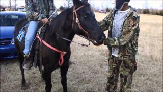 A Mississippi Horse Race [upl. by Inalem570]