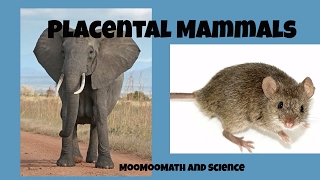 Placental Mammals [upl. by Gwennie]