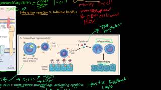 81P DelayedType Hypersensitivity TCellMediated Type IV Hypersensitivity [upl. by Cerracchio587]