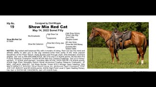 Pitzer Ranch Fall Sale 2024 Lot 19 SHOW MIA RED CAT [upl. by Forelli]