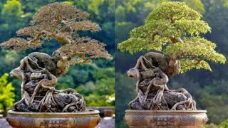 50 Inspirasi Gaya Bonsai ON THE ROCK Terbaik [upl. by Saunder]