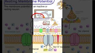 see details video about resting membrane potential [upl. by Orth]