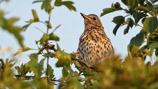 Song Thrush Singing at Sunset [upl. by Schaeffer657]