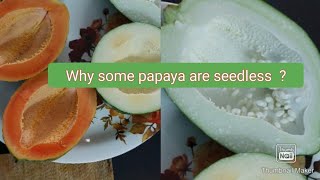 Why some Papaya or few fruits are Seedless ParthenocarpyParthenocarpic Fruits [upl. by Alba]